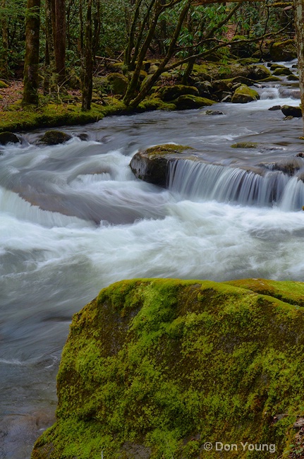 Smoky Mountain Stream