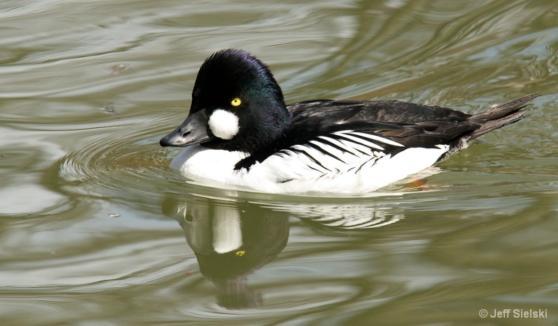 On The Pond!!  Goldeneye Duck 
