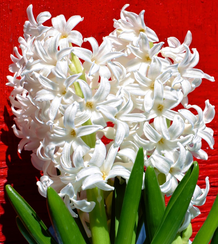  Fragrant Hyacinths