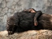 Resting