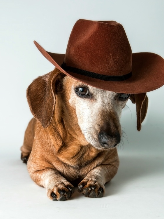 Little Doxie Cowgirl