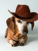 Little Doxie Cowg...