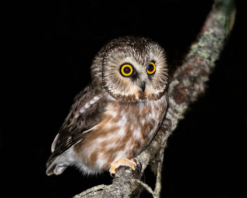 Northern Saw-whet Owl - March 21st. 2015 - ID: 14867178 © John Shemilt