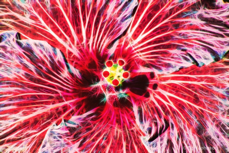 Hibiscus Flower Abstract 6-0 f lr 2-28-15 j132