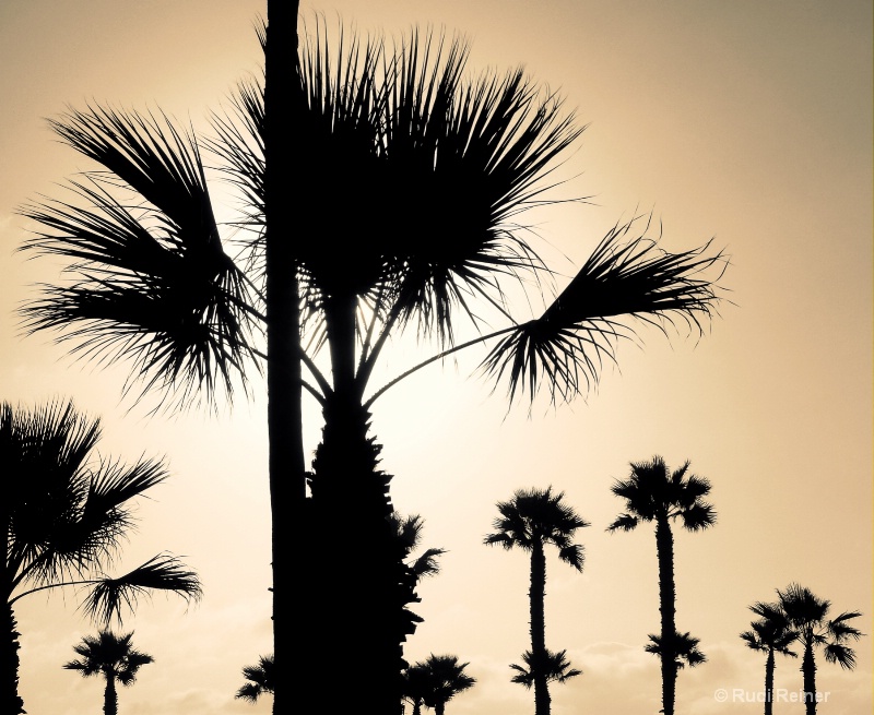 Newport beach palm silhouettes