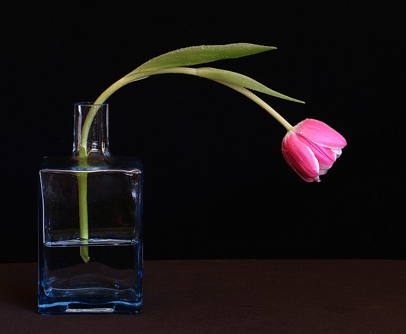 A Lone Tulip