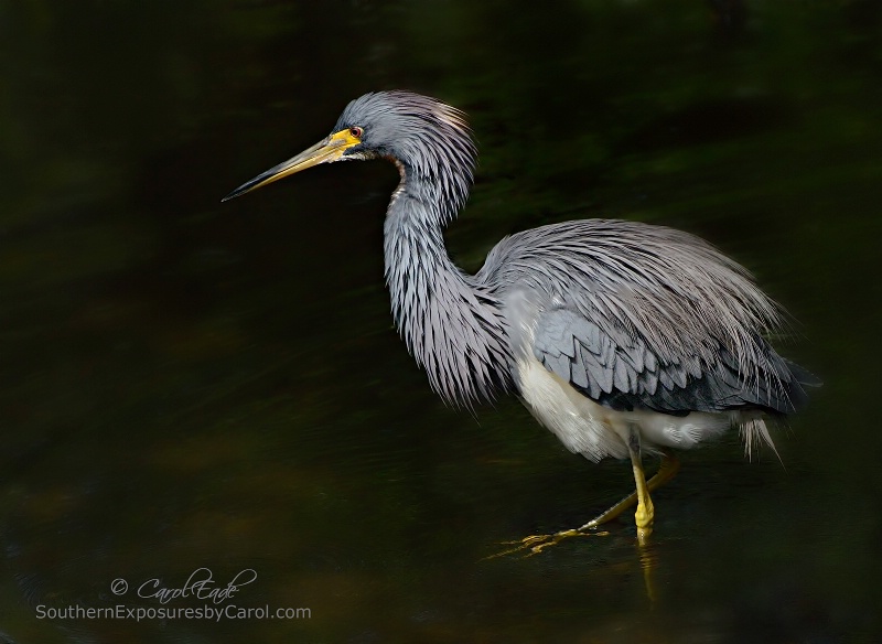 Fishing at the Pond - ID: 14867645 © Carol Eade