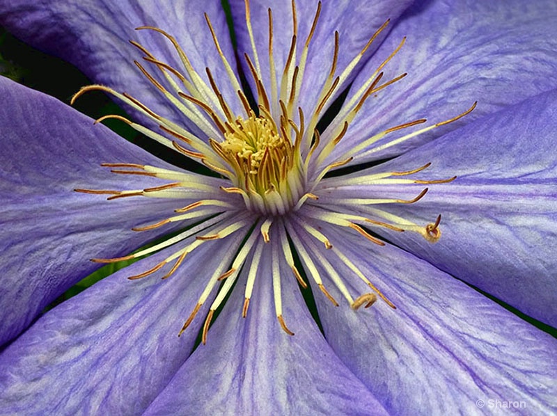 Kevin's Clematis