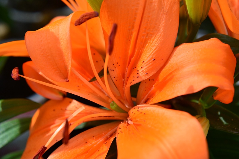 ----------"Orange Day Lilly"----------