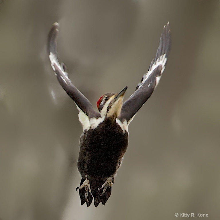 Evangelical Pileated Woodpecker