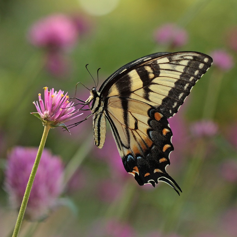 swallowtail