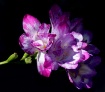 Natural Bouquet