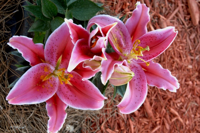 STARGAZER ORIENTAL LILLY