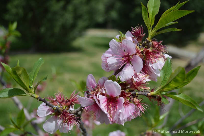 Peach blossom tree