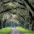 © John E. Hunter PhotoID# 14868229: Spanish Moss