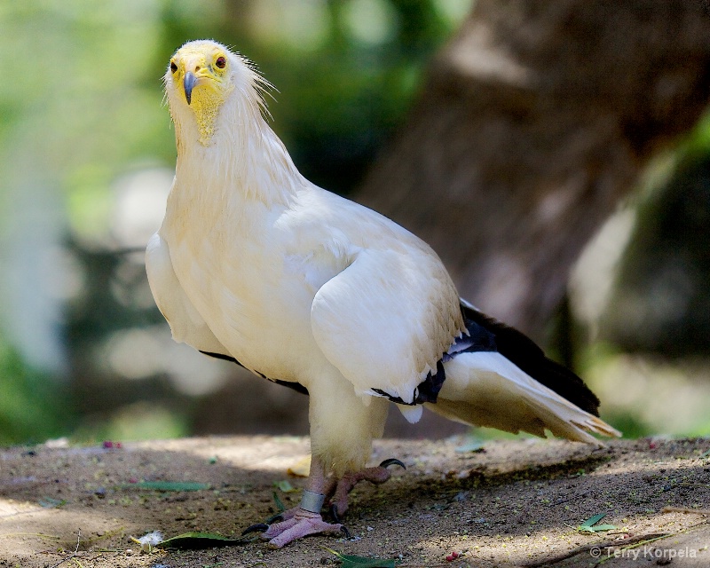 Western Egyptian Vulture