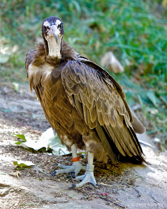Hooded Vulture - ID: 14868619 © Terry Korpela
