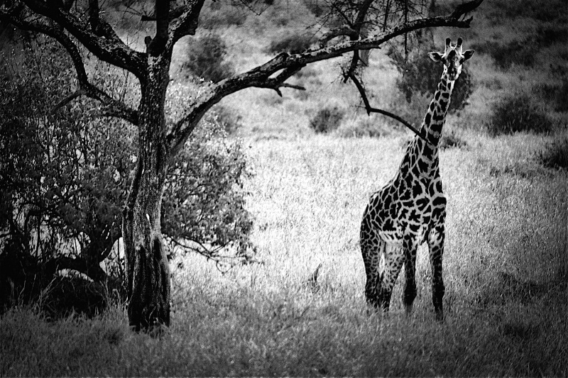 Tarangire Giraffe - ID: 14868678 © David Resnikoff