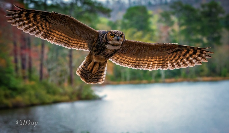 Great Horned Owl