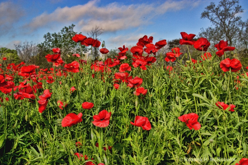 Red Poppies