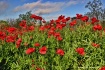 Red Poppies