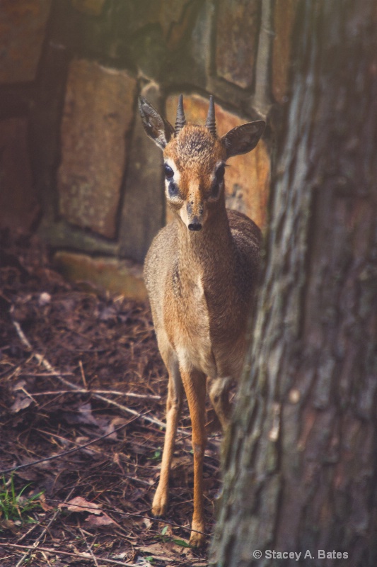 Dik-Dik