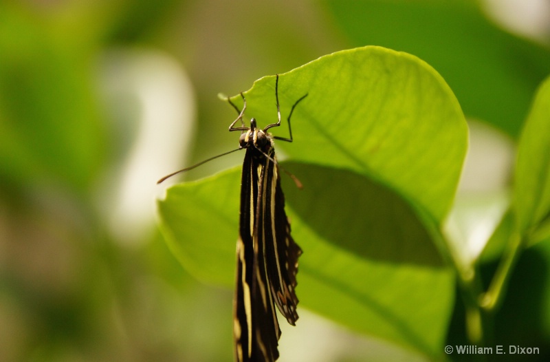 Face to Face with a Zebra Longwing Butterfly