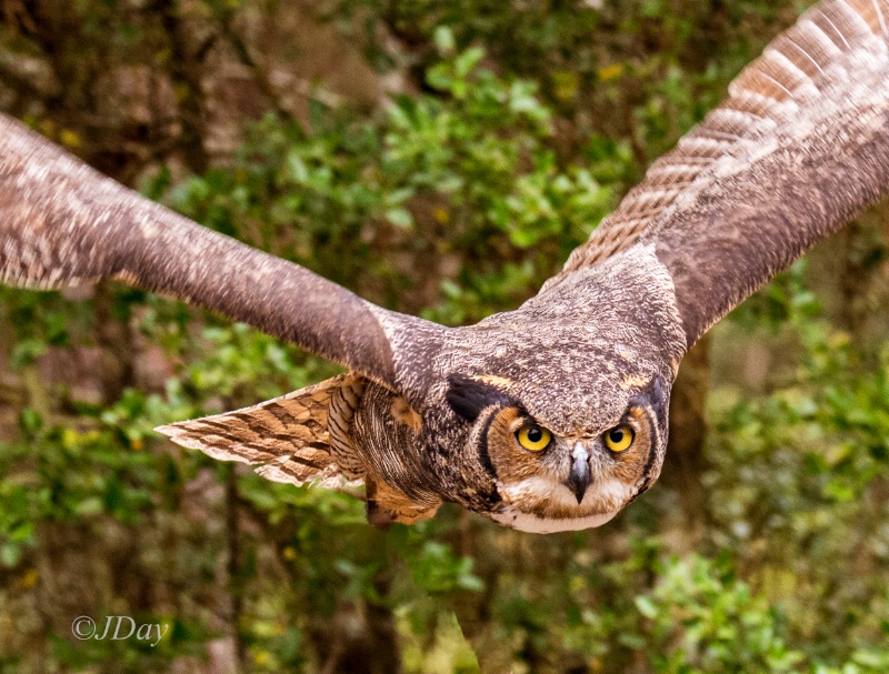 Horned Owl in Flight