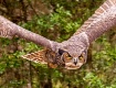 Horned Owl in Fli...