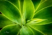 Sibley Horticultu...