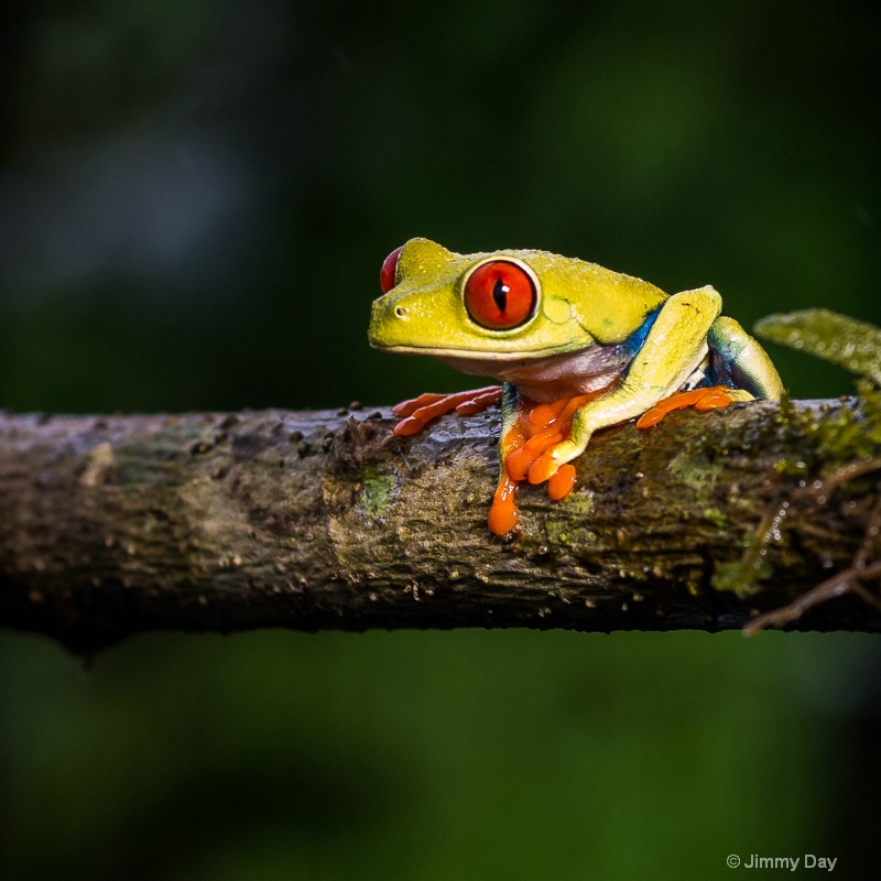 Red-eyed Frog