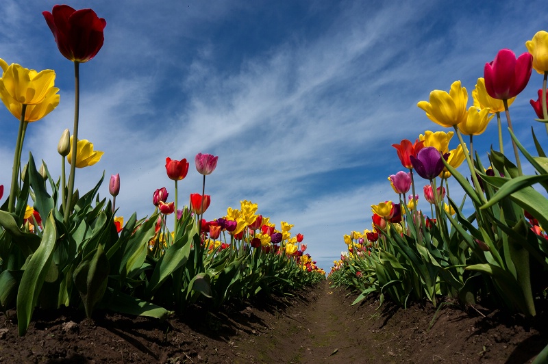 Tulip Row