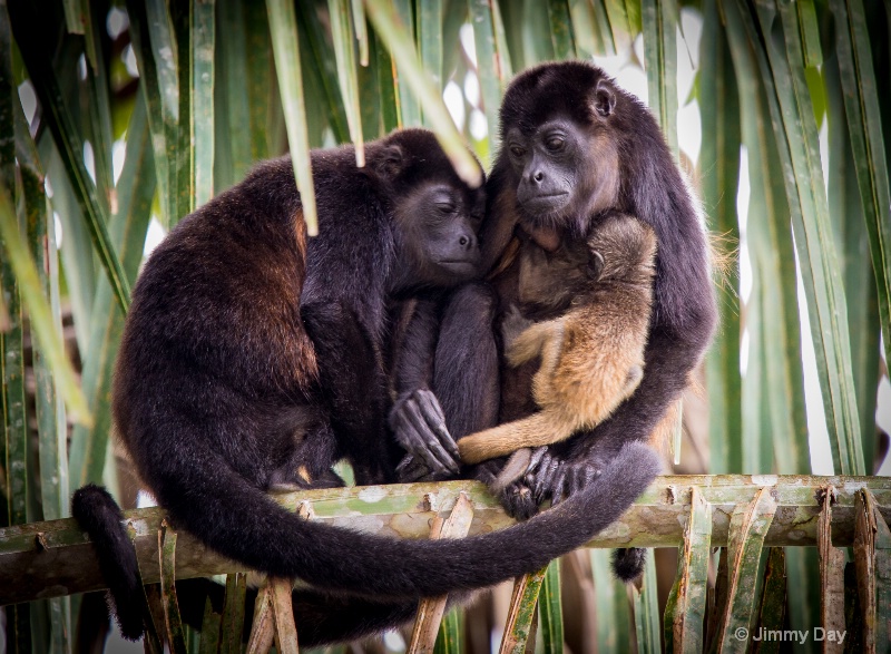 Howler Monkeys