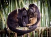 Howler Monkeys