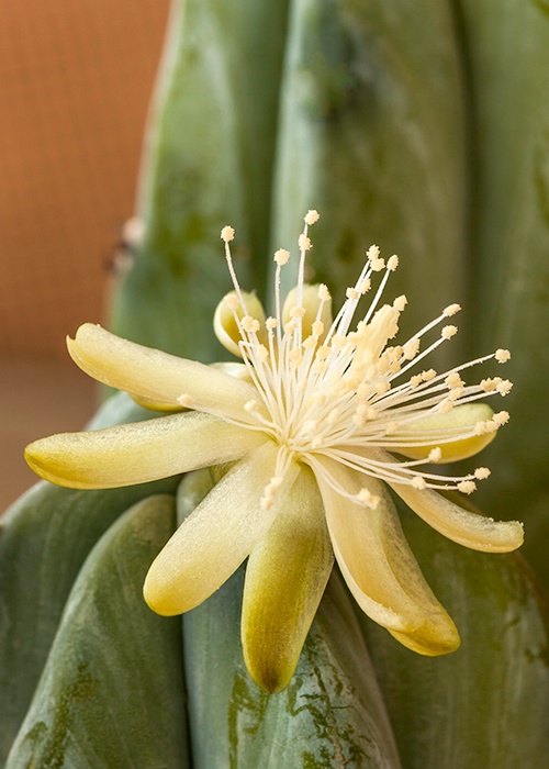 Unknown Cactus Plant - ID: 14869350 © Patricia A. Casey