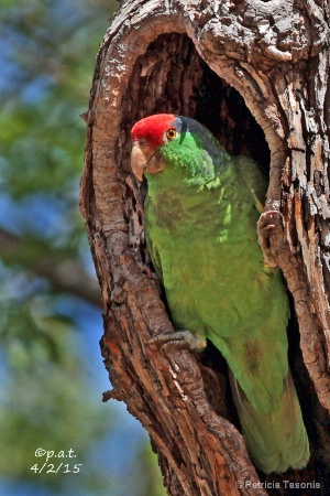Parrot in tree