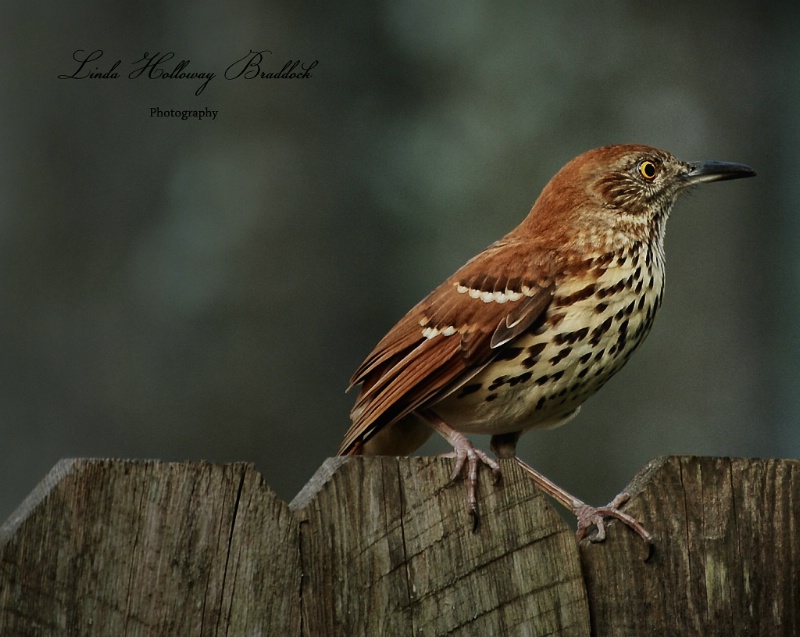 Brown Thrasher on Fence