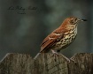 Brown Thrasher on...