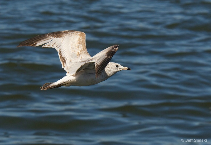 Gliding on the Wind!! Seagull In Flight 