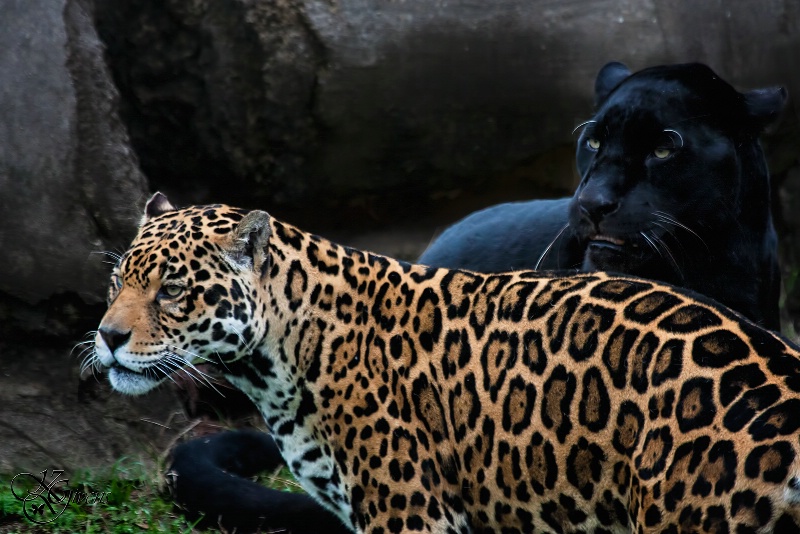 Jaguar Pair