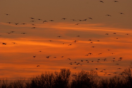 coming in to roost