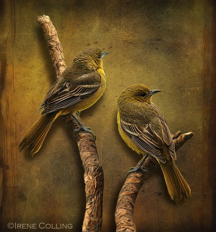 Opulent Orioles