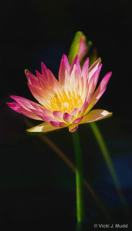 Pink Waterlily and Bud