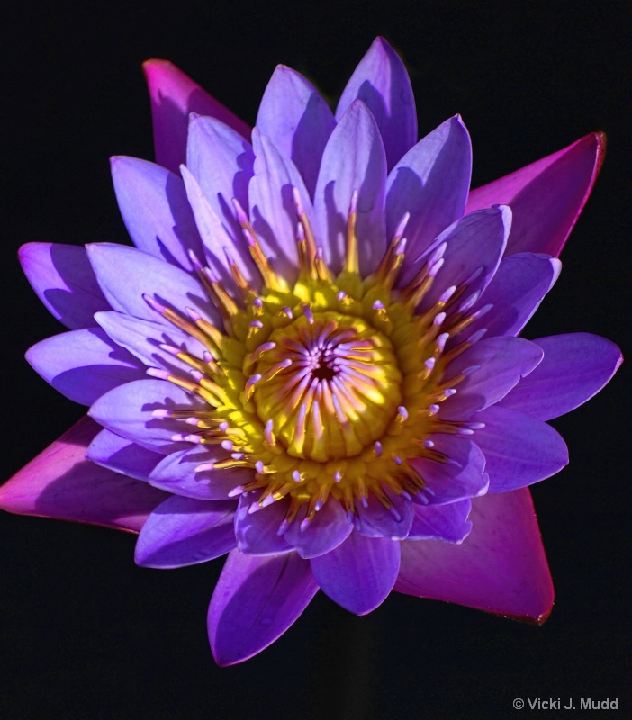 Purple and Pink Waterlily
