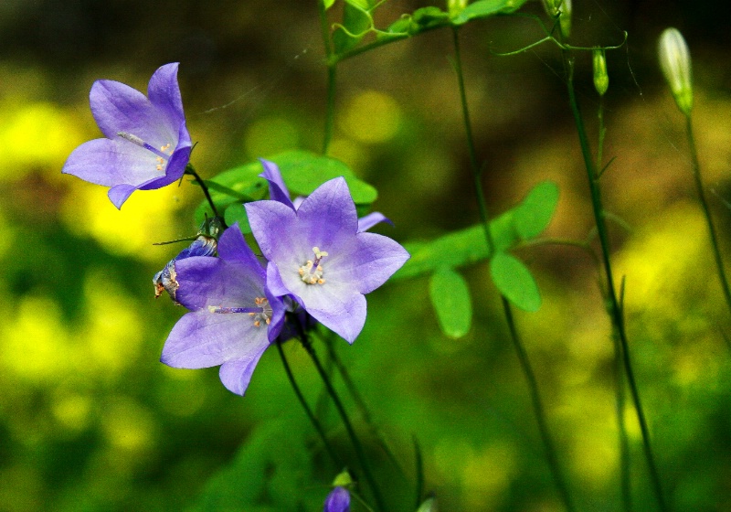 harebells 2