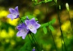 harebells 2