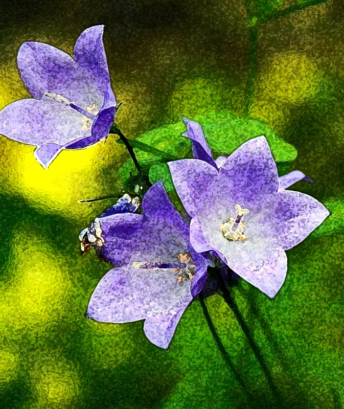 harebells 3