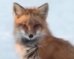 Red Fox 6