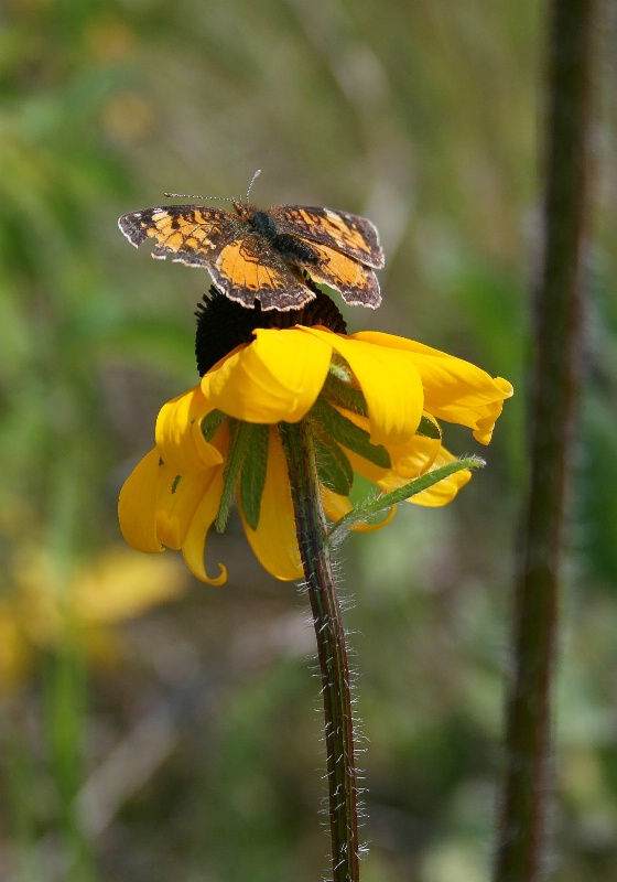 rudbeckia and butterfly