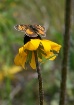 rudbeckia and but...